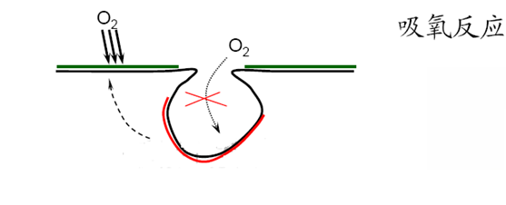 吸氧反應—孔內(nèi)缺氧、孔外富氧—供氧差異電池