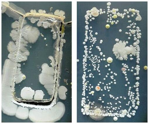 手機(jī)表面細(xì)菌